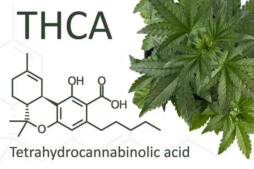 Is THCa just real weed?